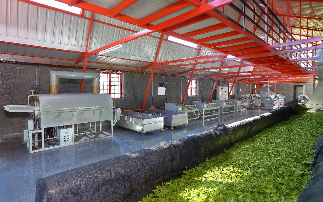 A Revolutionary Tea Manufacturing Unit