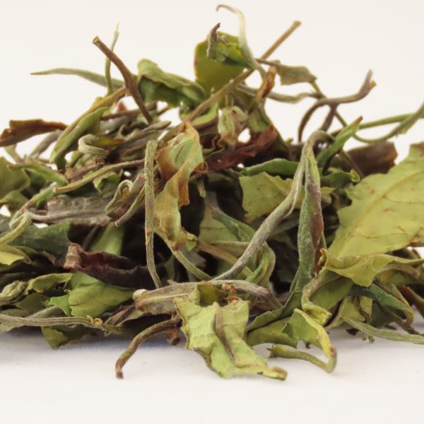 Nilgiri Peony