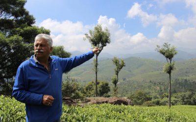 Rujani Tea –  Ep. #6 – Indi Khanna, a veteran of the tea industry and founder of Tea Studio