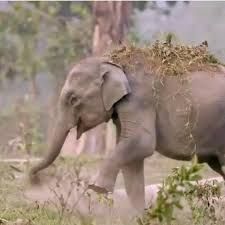 An Elephantine Yarn